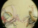 artstep presents maximilien musetti artstep presents maximilien musetti