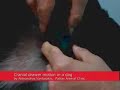 cranial drawer motion in a dog