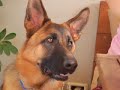 Roxy the German Shepherd Puppy VI Roxy the German Shepherd Puppy VI