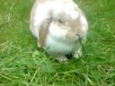 om nom nom