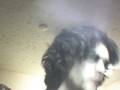videos de vortex