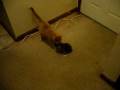 videos de P1010256.MOV
