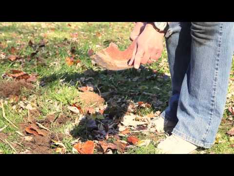 how to dig up grass to replant