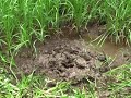 Pukey in mud