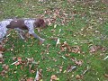 I uploaded a YouTube video -- elof apportvinge http://bit.ly/1GjLDa