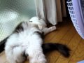 キャプチャ