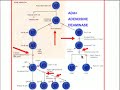 Medical School Pathology, Chapter 6h