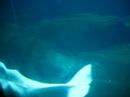 Huge Beluga Whale