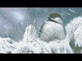 Art Instruction DVD Winter Perch Free art lesson