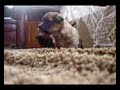 pups2