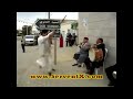 تونسيون في أوقات المرحة