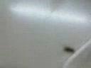 ant! die! being poked by a pen! ant! die! being poked by a pen!