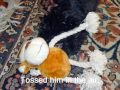 Havanese strikes again Havanese strikes again