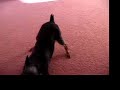 Conner The Miniature Pincher