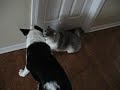 Gadget and Tacey Gadget and Tacey
