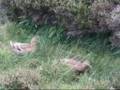 Ducks In A Ditch