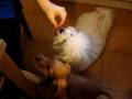 Bichón Boloñés video