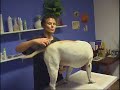 Ankes Hundesalon