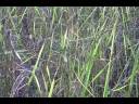 rice farm rice farm