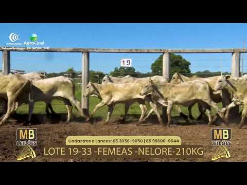 524� LEIL�O VIRTUAL MB LEIL�ES