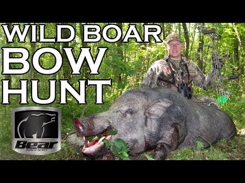boar