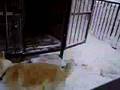 秋田犬「さくら」ハウスのまわりで走る走る走る~~~
