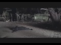 Trailer (1)