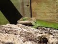 Anole Alley, episode 10. \"Business as usual.\"