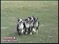 Dogs