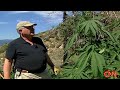 Mexican cartels running pot farms in U.S. national forest 2