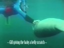 Swimming with Manatees, Crystal River Swimming with Manatees, Crystal River