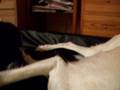 videos de Wahidah och Zala