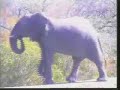 Bull Ellie Chasing Off Cape Buffalo