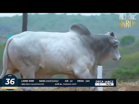 4� DE OLHO DA FAZENDA NELORE AKROS