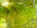 tadpole feeding