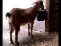 Shoo!TAG works part 3 of 5: Equine (AMENDED)