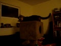 Kitty Chases His Own Tail