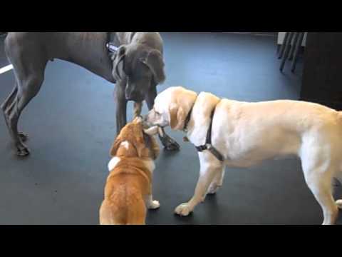 how to properly socialize a puppy