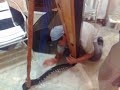 saul inventando vaina, a ver si me rompe la camoruca.