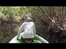Campeche - Sabalo