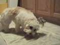 Bichón Habanero video