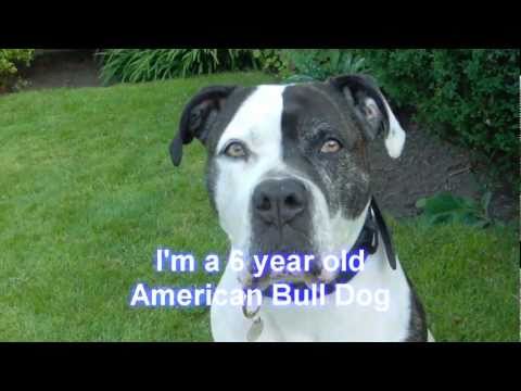 american bull dog
