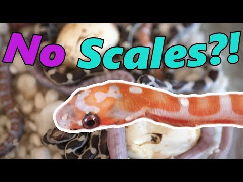 YouTube reptile video