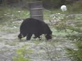 KIDS Hunting BEARS at BigBearHunt Camp, latest clip