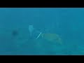 Snorkeling Black Rock on Kaanapali Beach, Maui