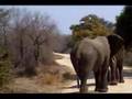 Elephants Fight In Kruger
