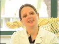 Hebrew University Koret Veterinary School