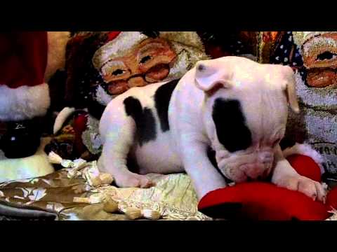 Tozer Playing With Santa