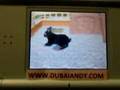 BUNNYZ DS
