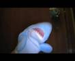 [shark] Allister - Cherry